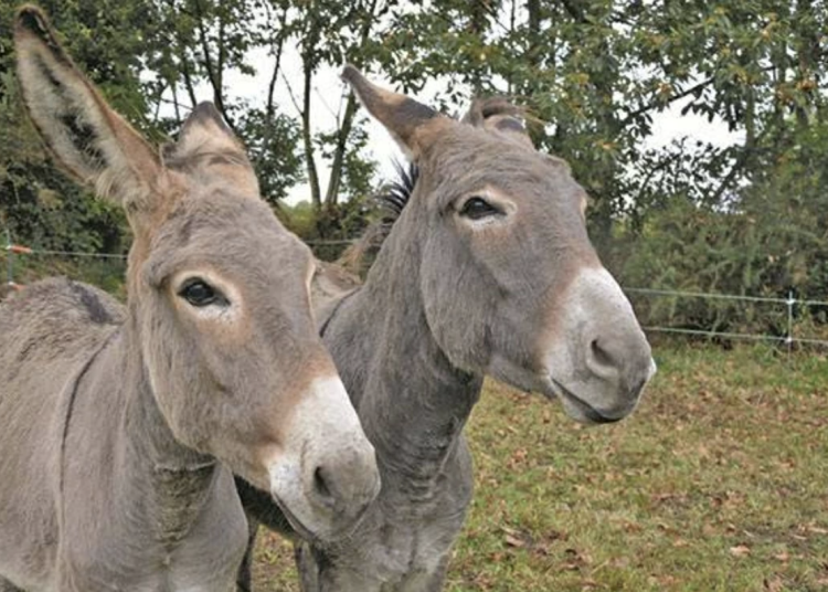 donk